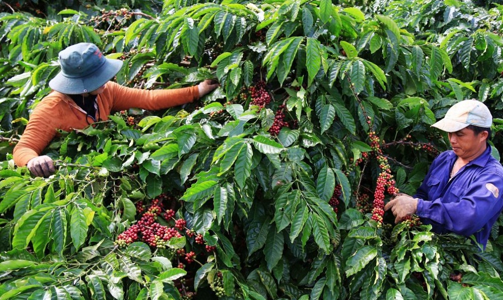 Thu ‘trái ngọt’ từ sản xuất sạch bằng cái tâm