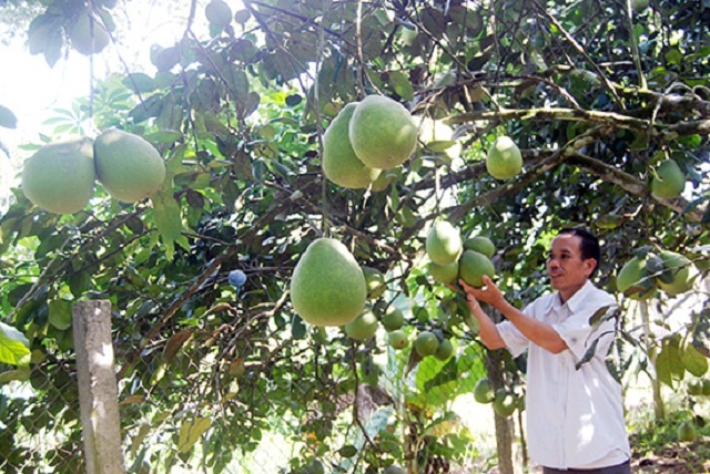 Vuon-cay-789bet lừa đảo-tra-6317-1594266422.jpg