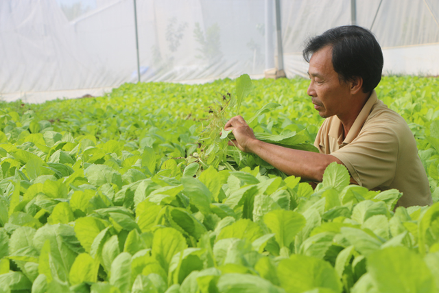 Phát triển nông nghiệp sạch ở vùng biên Hồng Ngự