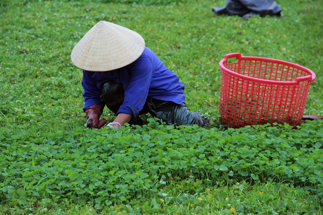 Rau má đã làm thay đổi cuộc sống người dân Quảng Thọ