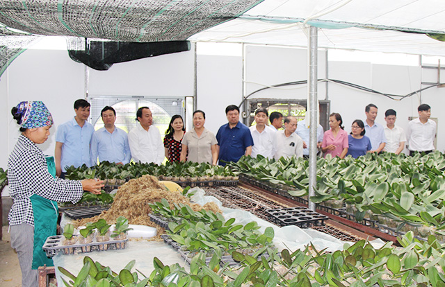 Hiệu quả từ mô hình nông nghiệp hữu cơ ở Tiên Du