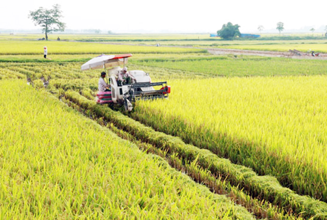 Tạo vùng sản xuất hàng hóa gắn với an toàn lao động