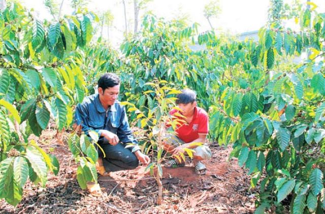 Buôn Đôn chuyển đổi sản xuất để giảm nghèo
