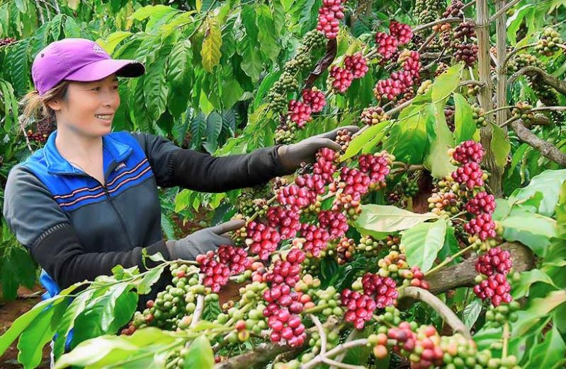 Cà phê 4C mang lại lợi ích nhân đôi ở Đak Đoa