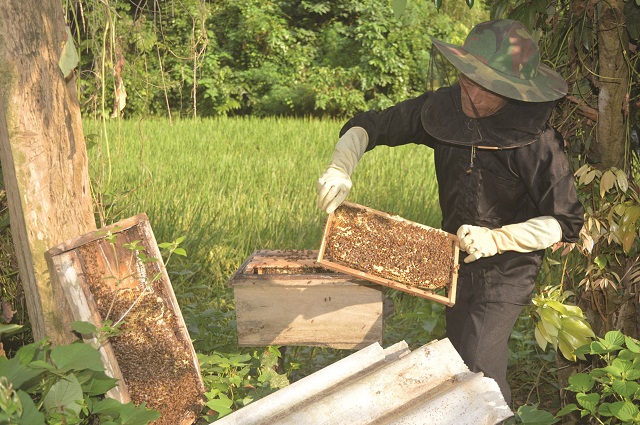 Thu 'mật ngọt' nhờ bảo đảm an toàn