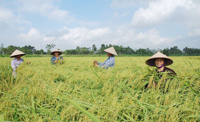 Nông dân Thụy Lâm tăng thu nhập nhờ giảm... thuốc trừ sâu