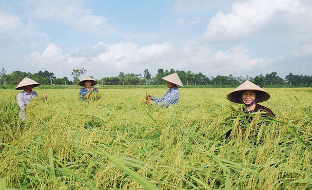 nep-cai-hoa-vang-thuy-lam-7340-159466735