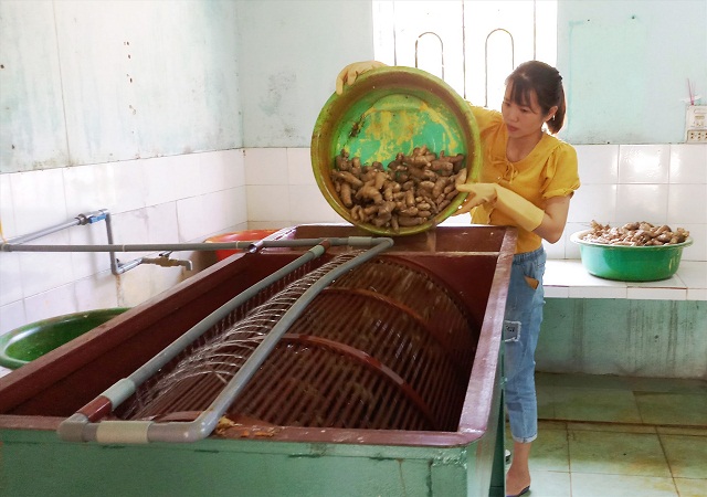 Phát huy giá trị tiềm năng tinh bột ngải