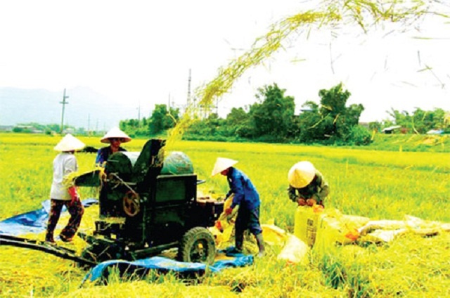 thu-hoach-lua-nep-cai-hoa-vang-2100-1594