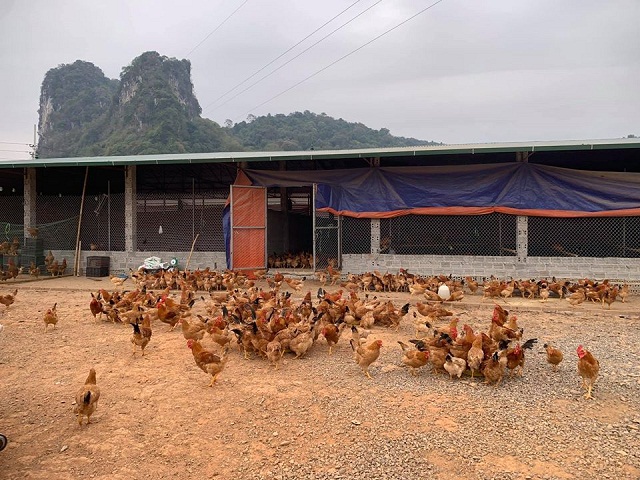 Độc đáo mô hình nuôi gà thảo dược ở HTX Đồng Tâm