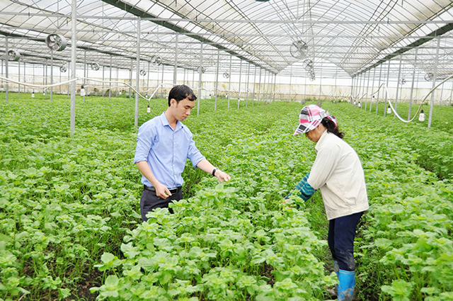 Hiệu ứng tích cực từ sản xuất rau an toàn ở Bắc Ninh