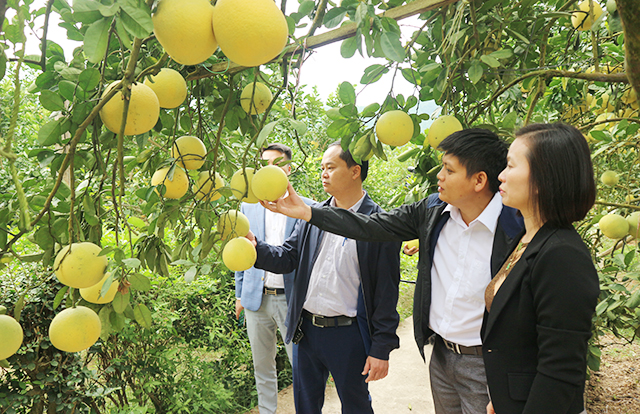 Sản xuất an toàn, bưởi Tràng Xá luôn có giá cao