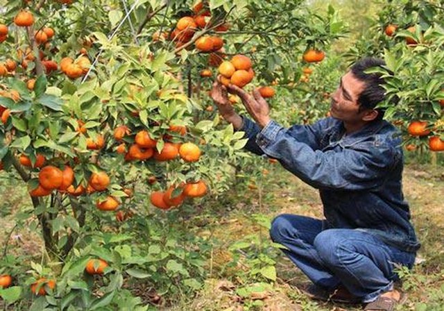 Lạng Sơn phát huy sức mạnh HTX nông nghiệp trong phát triển kinh tế