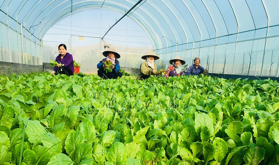 Liên kết '5 nhà' trong sản xuất nông nghiệp hữu cơ ở HTX Tàm Xá