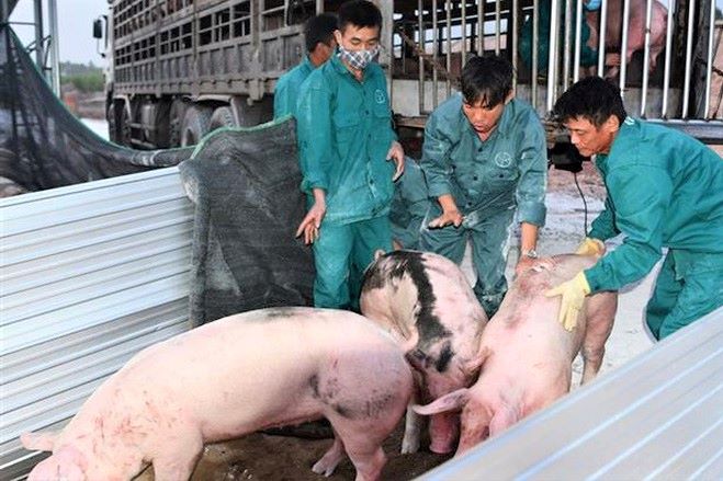 Giá thành lợn hơi nhập từ Thái Lan khoảng 80.000 đồng/kg nếu cộng các chi phí