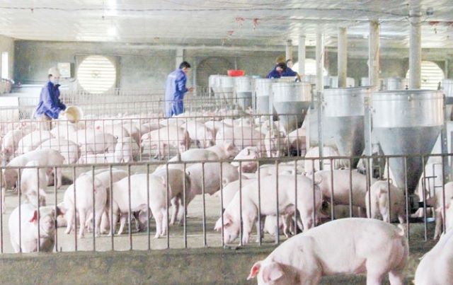 700 tỷ đồng xây dựng dự án tổ hợp chăn nuôi an toàn sinh học 4F đầu tiên tại Việt Nam