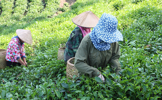 Phú Lương: Lời hồi đáp từ sản xuất nông nghiệp an toàn