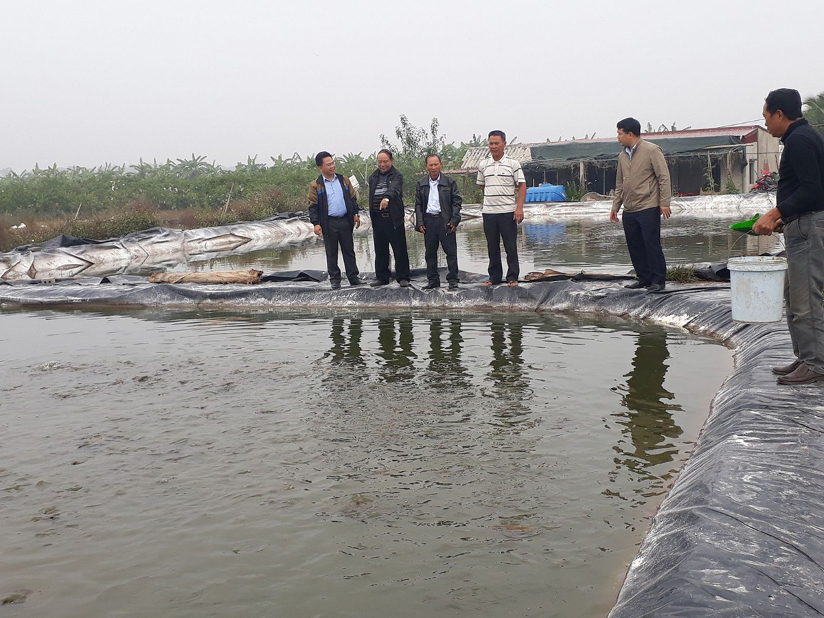 Mô hình nuôi cá cho thu nhập 'khủng' ở HTX Gia Minh