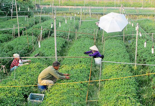 Mũi nhọn kinh tế trên vùng đất bãi ven sông