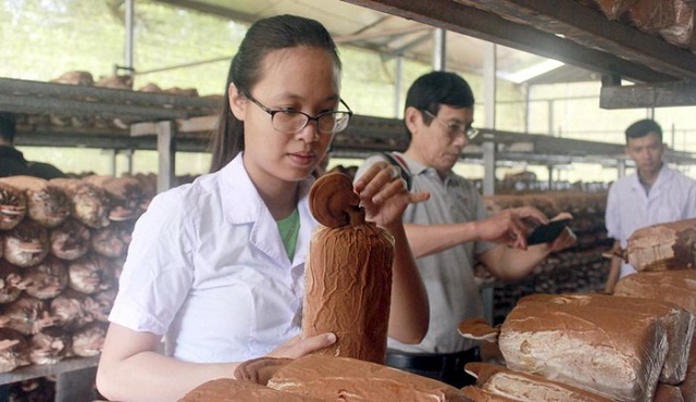 Quảng Nam: Cải thiện sinh kế bền vững cho người dân từ nấm