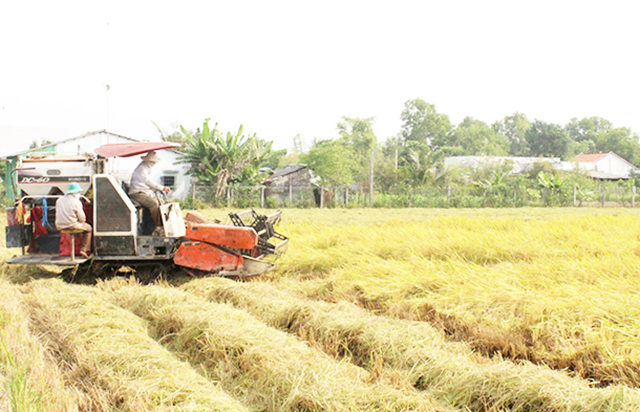 Hiệu quả môi trường từ trồng lúa công nghệ cao ở Long An