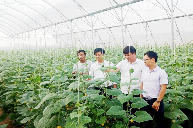 Yên Dũng: HTX đồng hành cùng nông dân phát triển kinh tế