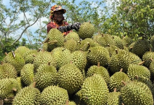 Sầu riêng Việt Nam bắt đầu hành trình chinh phục thị trường tiềm năng Australia