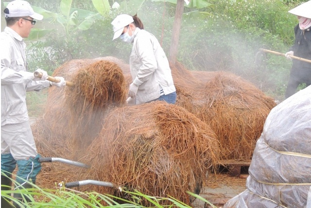 THT Vạn Lượng: Hiệu quả nhờ liên kết trồng nấm rơm trong nhà kín