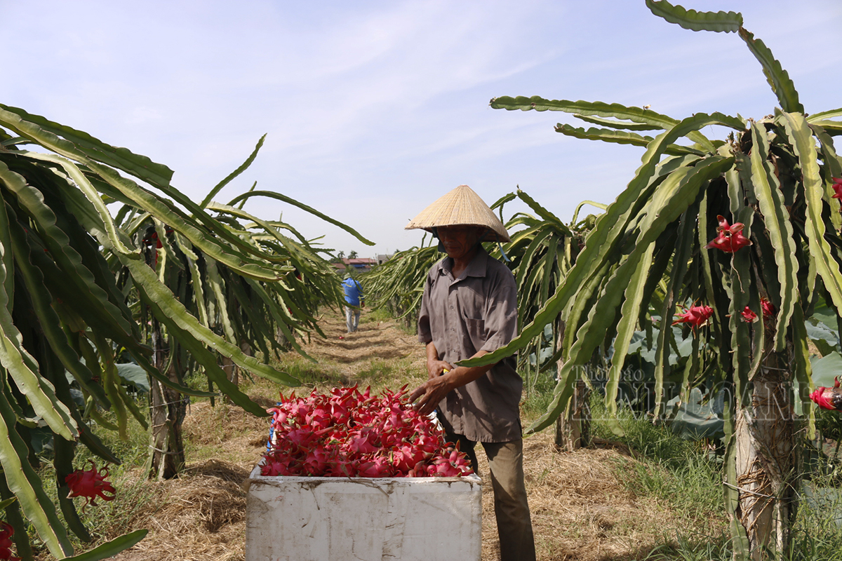 HTX Học Phát trồng thanh long ruột đỏ trên đất Bắc, bán ‘đắt như tôm tươi’