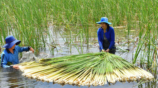 Cà Mau: U Minh tạo sinh kế cho hộ nghèo