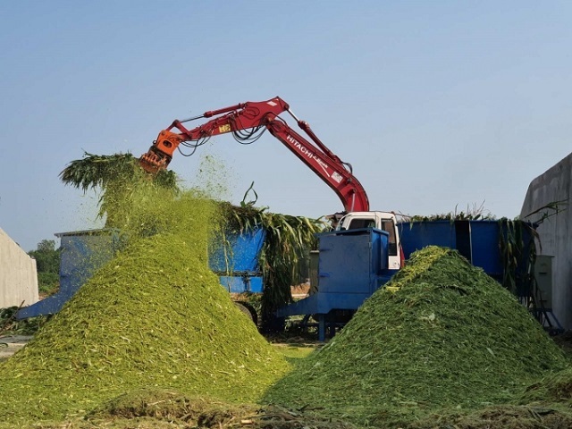 Trồng bắp sinh khối, mở lối đi bền vững cho nông dân Quảng Ngãi