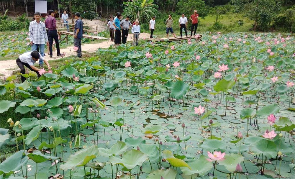 HTX An Xuân: Đổi mới giúp nâng cao thu nhập cho các thành viên