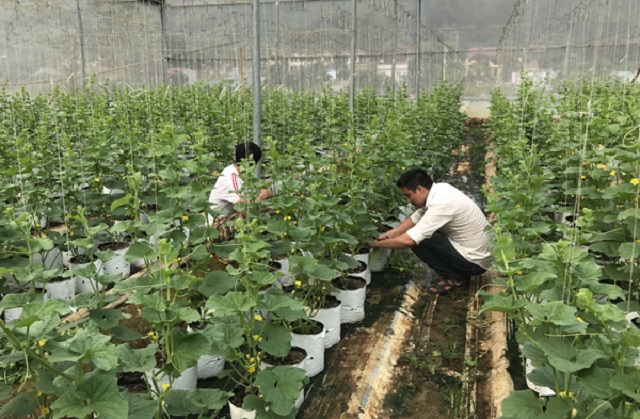 Lào Cai: Trí thức trẻ giúp nâng cao vai trò của HTX trong xây dựng NTM