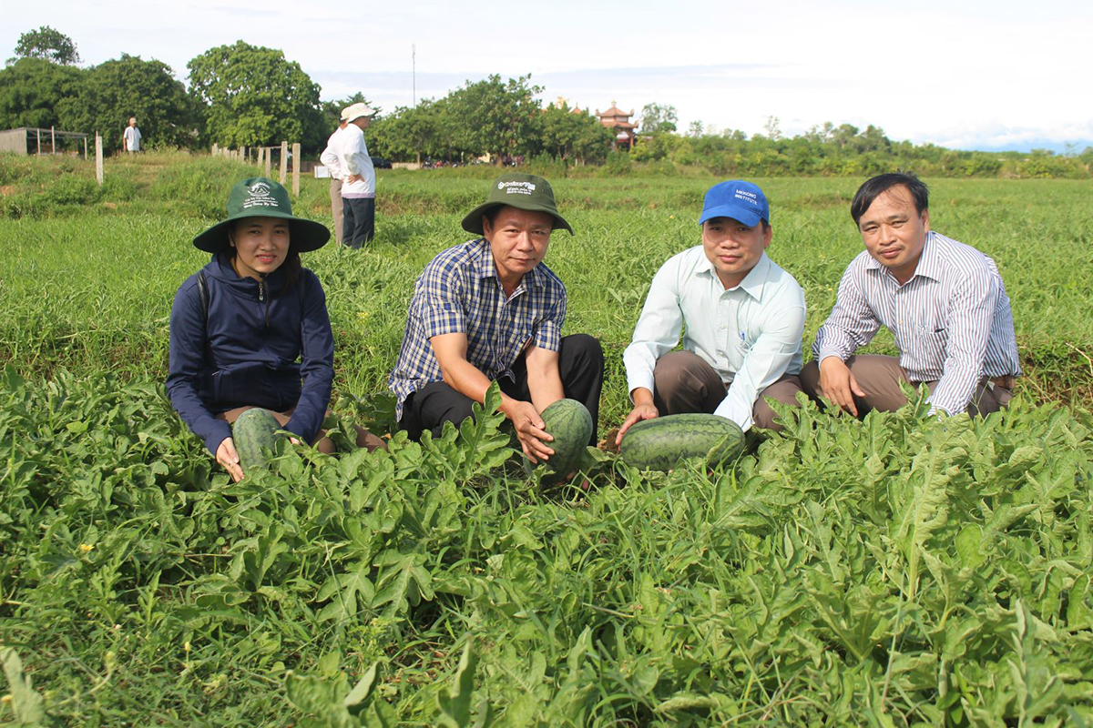 'Trúng đậm' nhờ trồng dưa hấu an toàn trên đất thiếu nước