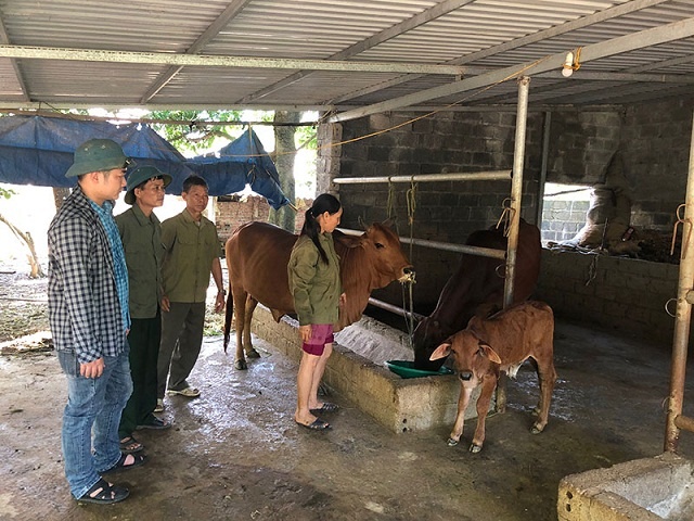 Quỹ Hỗ trợ nông dân giúp nhà nông Đak Lak liên kết nuôi bò sinh sản  Báo  Gia Lai điện tử