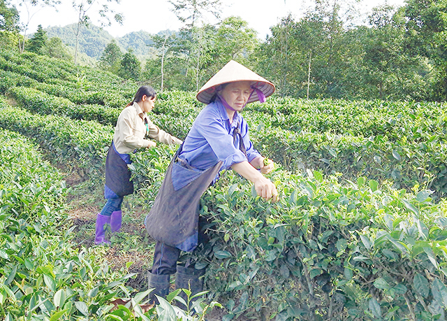 HTX thúc đẩy xoá đói, giảm nghèo ở Ba Bể
