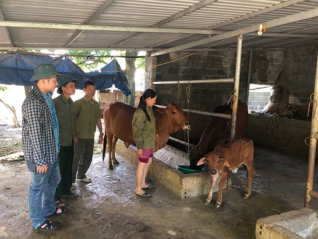 THT chăn nuôi bò Nghĩa Kếp: Đầu tư nhỏ, lợi ích lớn