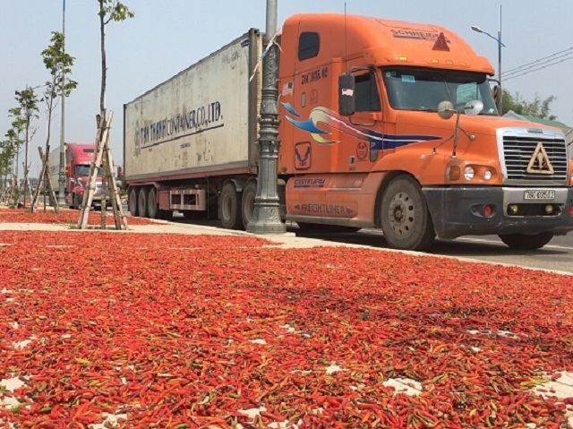 Bình Sơn: HTX liên kết với DN, tạo hiệu quả cao trong trồng ớt