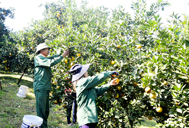 Nho Quan thúc đẩy nông nghiệp theo hướng an toàn
