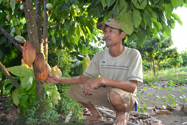HTX cùng doanh nghiệp ‘đổi đời’ với cây cacao