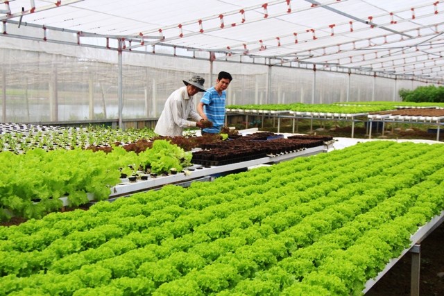 Gia Bình thúc đẩy phát triển nông nghiệp sạch