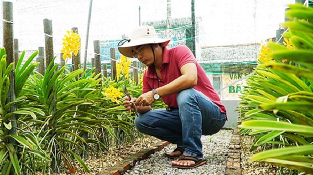 Lan mokara nở bừng trên đất cát