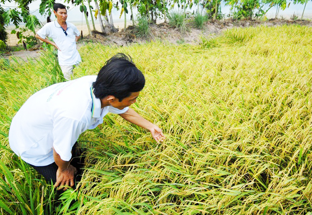 Nông dân làm giàu nhờ liên kết sản xuất lớn
