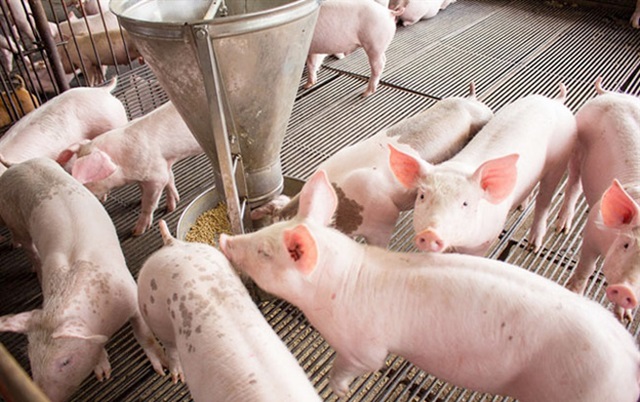 Giá lợn hơi ngày 3/8: Giảm ở cả 3 miền