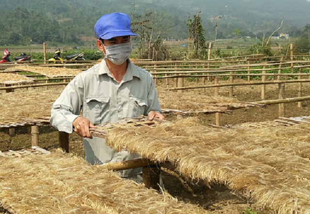 Đảm bảo an toàn, HTX chinh phục thị trường với miến đao sâm