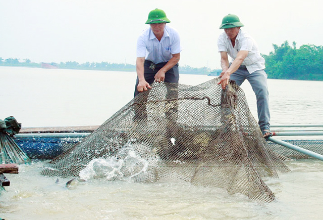 Hiệu quả nuôi cá lồng theo hướng an toàn trên 'quê hương quan họ'
