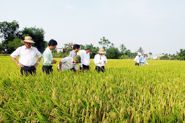 Thêm gam màu sáng cho nông thôn Đại Lộc