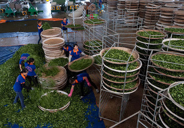 Giá chè xuất khẩu 'lao dốc' vì COVID-19