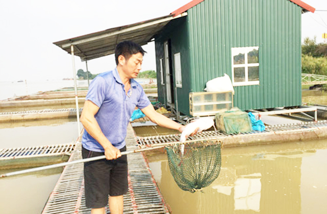 Nông dân thành triệu phú nhờ liên kết nuôi cá trên sông