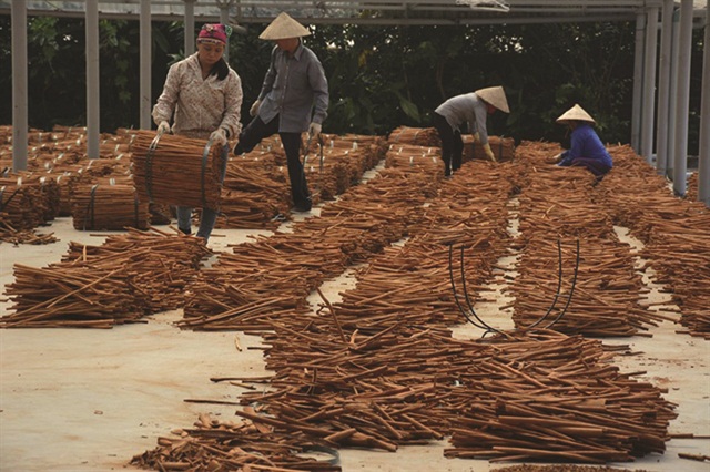 Yên Bái: HTX là tiền đề trong xây dựng nông thôn mới